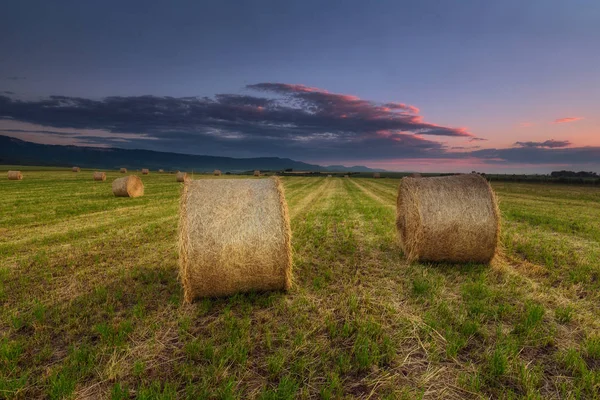 Tempo Raccolta Fasci Sul Campo — Foto Stock