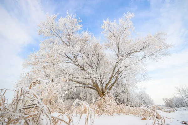 Drzewa Pokryte Śniegiem Zimowym Lesie Charakter Serii — Zdjęcie stockowe