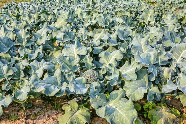 Broccoli Opgroeien Landbouw Tuin — Stockfoto