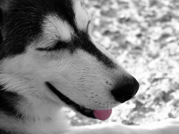 Серия Собак Изображения Различных Пород Наших Псовых Товарищей Сибирский Хаски — стоковое фото