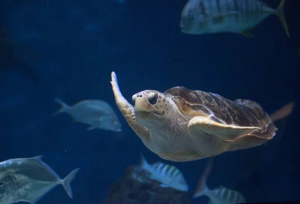 Juvenile Loggerhead Sea Turtle Caretta Caretta Swims Gracefully Ocean Water — Stock Photo, Image