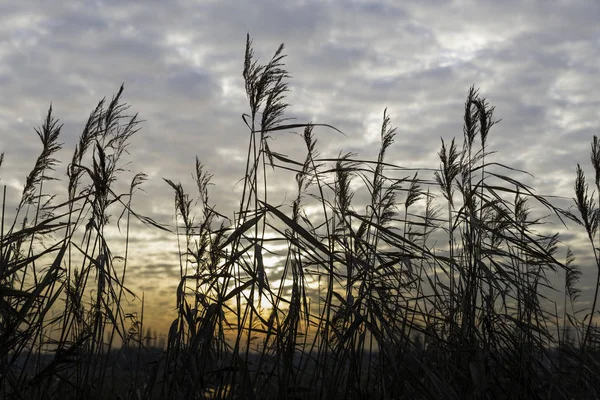 Piante Grano Erba Con Tramonto Alba Sfondo — Foto Stock