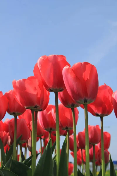 Růžové Tulipány Slunečném Poli Květinářství — Stock fotografie