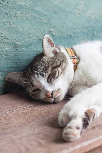 Ταϊλανδέζικη Γάτα Κοιμάται Στο Σπίτι Κήπο Φωτογραφία Αρχείου — Φωτογραφία Αρχείου
