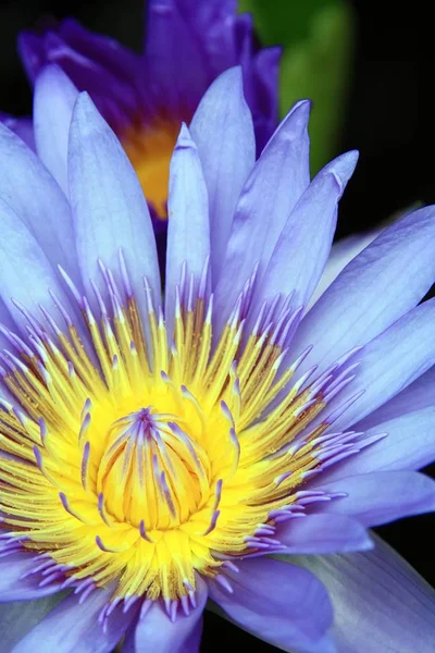 Ljusa Vackra Roseum Plenum Lotus Blomma Sunshine Närbild — Stockfoto