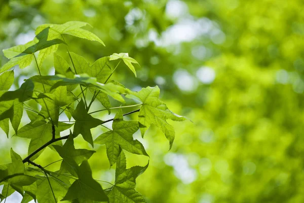 Frische Grüne Blätter Des Ahorns — Stockfoto