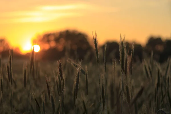 Campo Grano Dorato Cielo Azzurro Campo Agricolo — Foto Stock