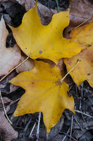 彩叶植物详细信息的性质在秋天的季节 — 图库照片