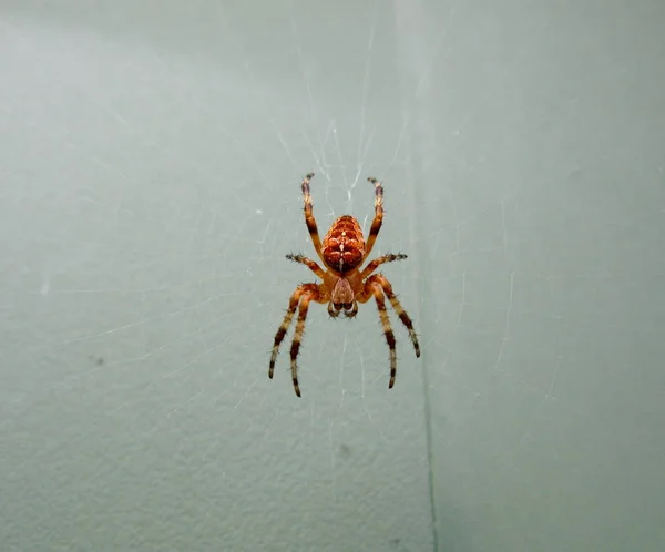Closeup Spider Wild Nature — Stock Photo, Image