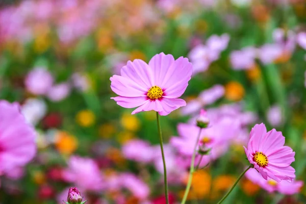 Alan Yumuşak Odak Çiçek Açan Renkli Cosmos Çiçek — Stok fotoğraf