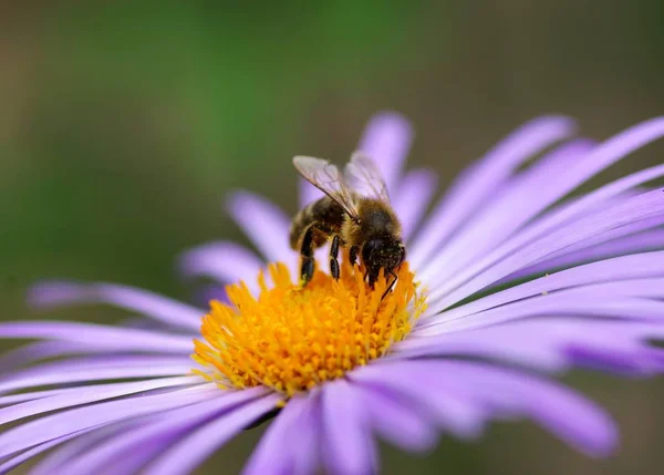 Imagem Bela Flor Violeta Abelha — Fotografia de Stock