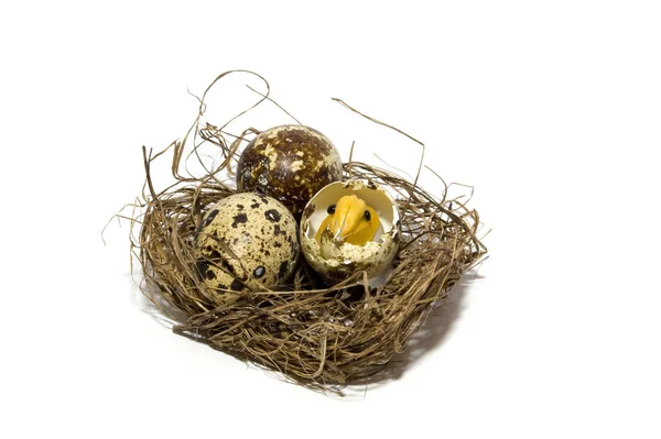 小鸡蛋和巢中的小鸡 — 图库照片