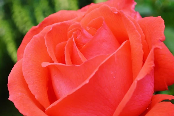 Imagen Cerca Una Hermosa Flor Rosa Roja — Foto de Stock