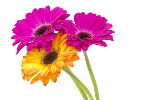 Zbliżenie Kolorowych Kwiatów Gerbera — Zdjęcie stockowe