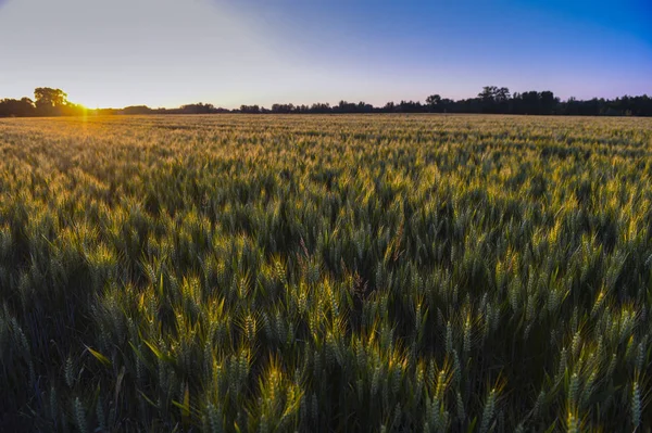 Закат Над Пшеничным Полем — стоковое фото