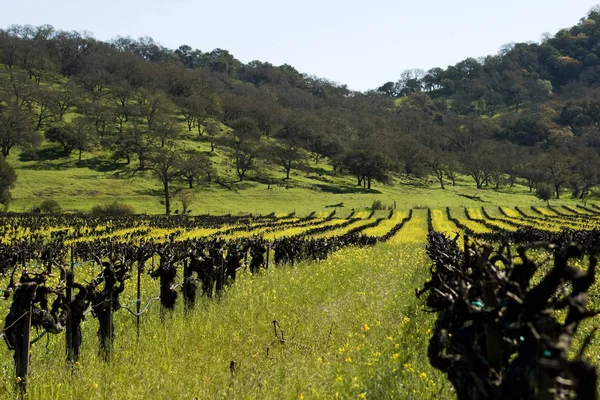 Flores Mostaza Amarillo Brillante Viñedo Vid Vieja Con Colinas Fondo — Foto de Stock