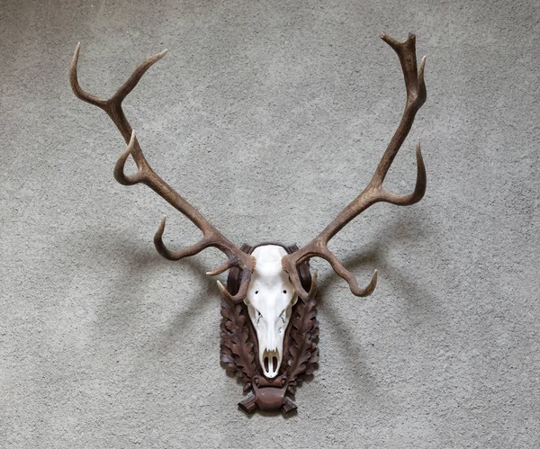 Large Deer Hunting Trophy Hanging Wall — Stock Photo, Image