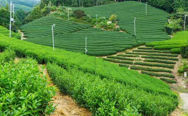 Campo Día — Foto de Stock