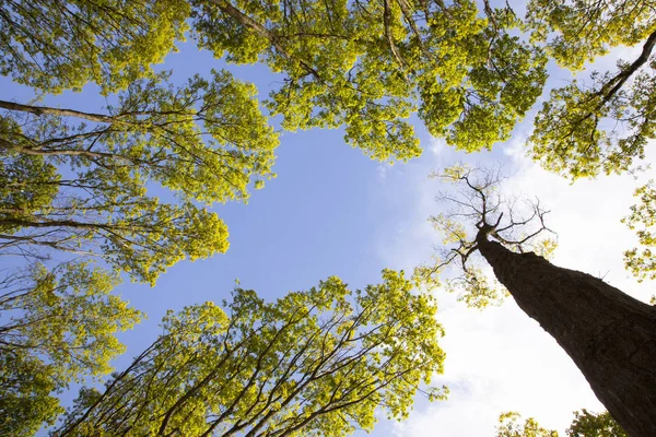 Hojas Frescas Robles Contra Cielo Azul — Foto de Stock