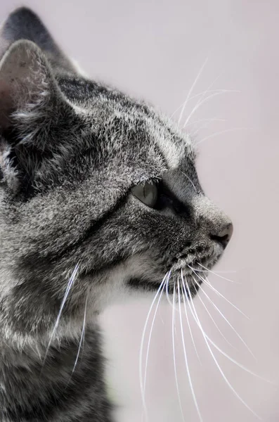 Grå Katt Med Svarta Linjer Med Tiger Mönster Söker Peacefull — Stockfoto