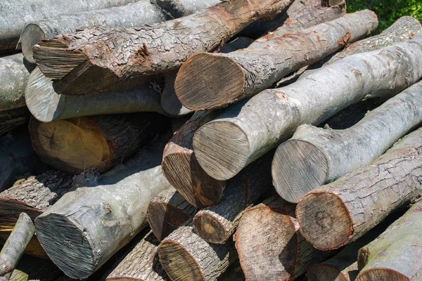 Woodpile Stacked Beech Timber Logs Fuel Fire — Stock Photo, Image