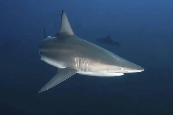 Крупный План Чернопёрой Акулы Плывущей Вдоль Квазулу Наталь Южная Африка — стоковое фото