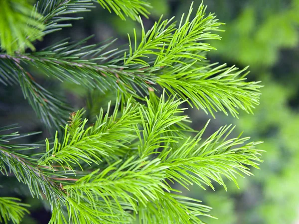 Las Ramas Brillantes Verdes Espinosas Del Abeto Pino — Foto de Stock