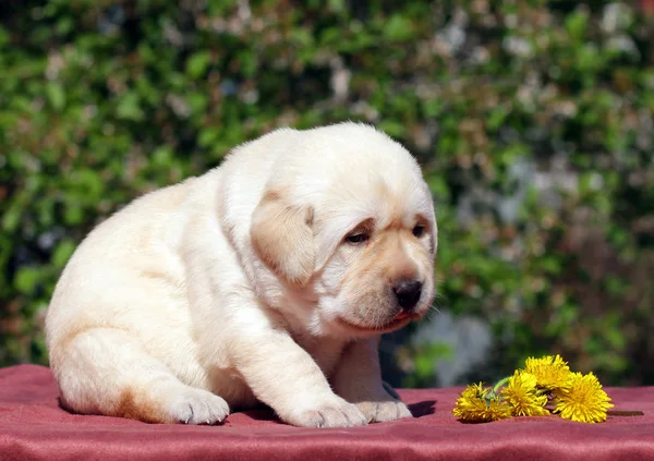 Filhote Cachorro Labrador Amarelo Feliz Recém Nascido Primavera Com Dentes — Fotografia de Stock