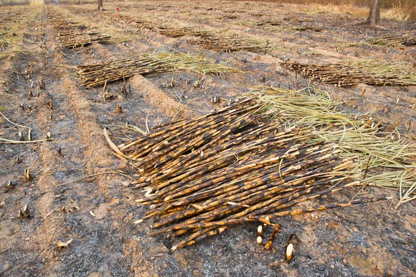 Campo Cana Açúcar Disparado Esta Colheita Mentod Fazer Aquecimento Global — Fotografia de Stock