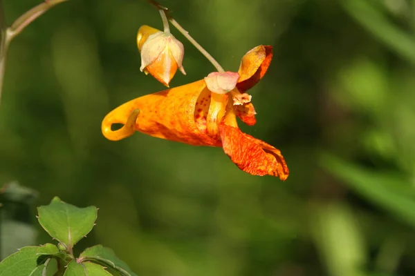 Оранжевый Jewelweed Impatiens Capensis Солнце — стоковое фото