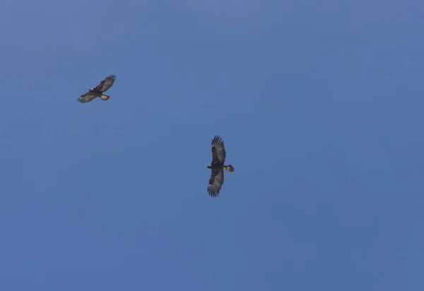 Golden Eagles Repülés Saskatchewan Kanada Sky — Stock Fotó