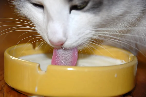 Lengua Gato Blanco Primer Plano Sobre Leche Bebida Amarilla —  Fotos de Stock