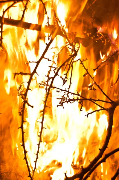 Brûlure Feu Forêt Avec Grandes Flammes — Photo