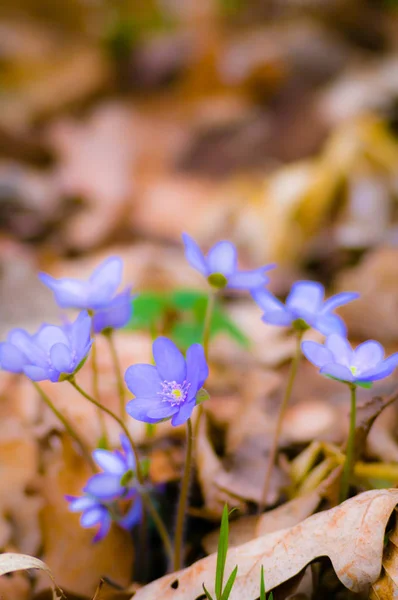 Blomster Som Farverig Baggrund Makro Foto Natur Serie - Stock-foto