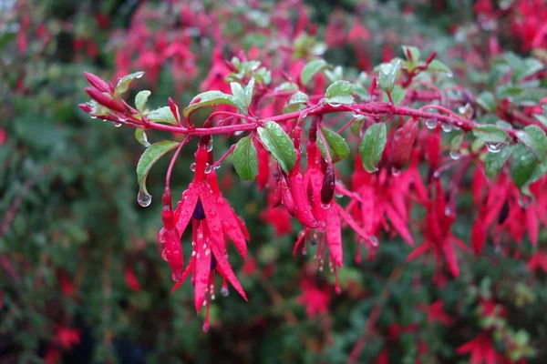 Bright Pink Fuchsia Flowers Covered Raindrops — Stock Photo, Image