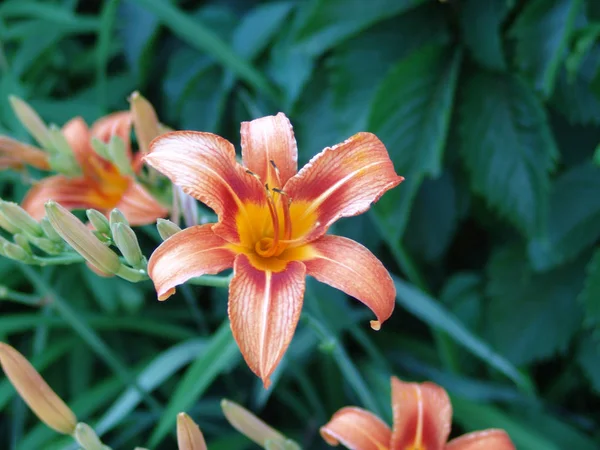 Primer Plano Hermosas Flores Lirios Naranjas — Foto de Stock