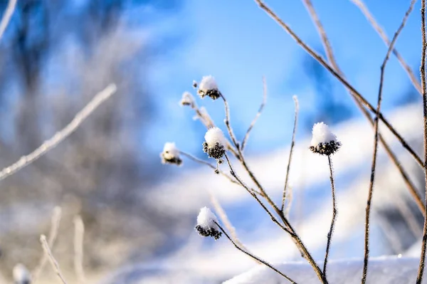 Helle Winterlandschaft Mit Bäumen Wald Bei Sonnenaufgang — Stockfoto