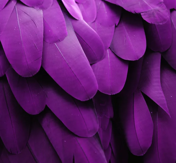 紫色のマコーの羽のマクロ写真 — ストック写真