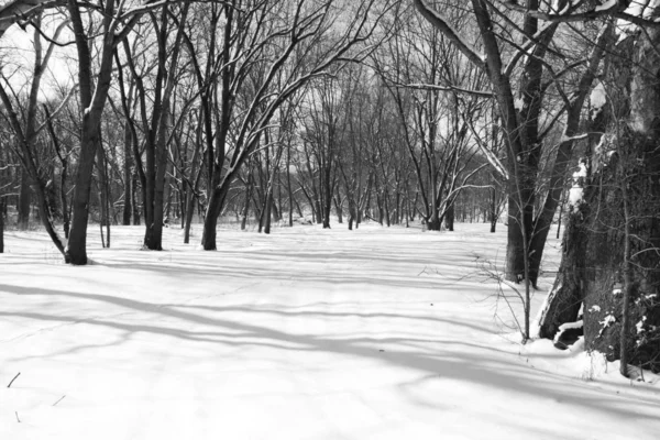 Uma Trilha Inverno Coberta Neve Uma Floresta Hora Dia — Fotografia de Stock