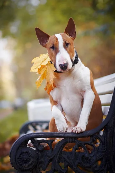Red Bull Terrier Sedí Lavičce Podzimní Odpoledne — Stock fotografie