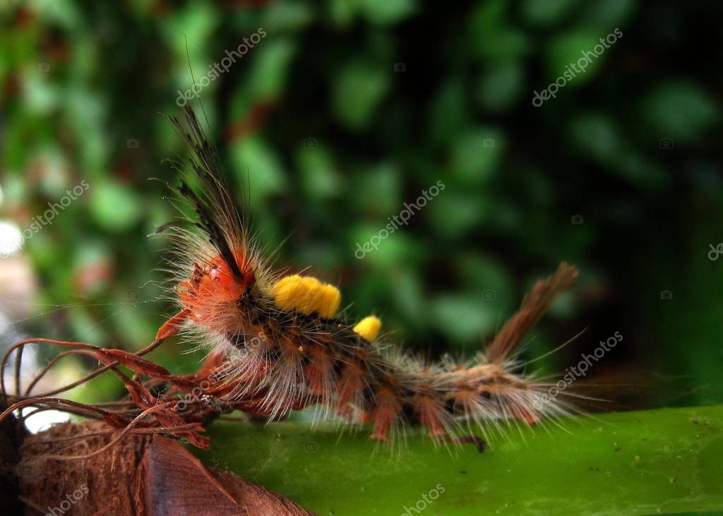 Una oruga peluda se arrastra a lo largo de una rama 2023