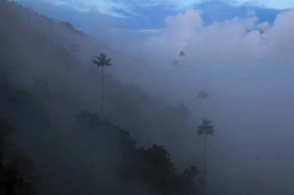 Wax Palm Trees Cocora Valley Salento Toche Colombia South America — Stock Photo, Image