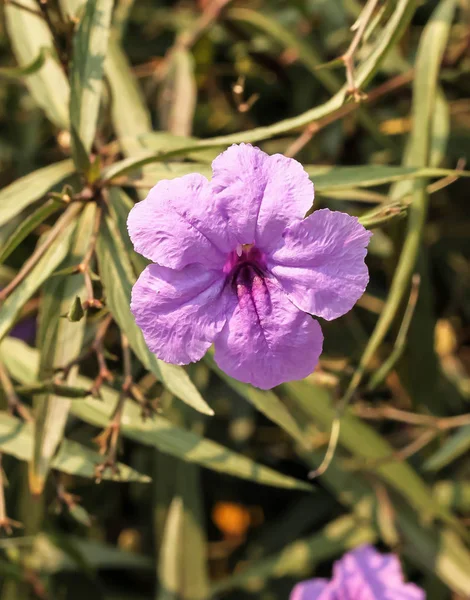 Closeup Purple Ruellias Flower Garden — Stock Photo, Image