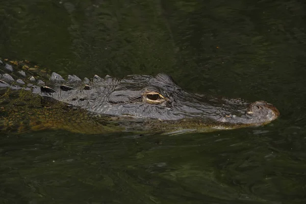 Amerikai Aligátor Alligator Mississippiensis Everglades Nemzeti Park Florida Amerikai Egyesült — Stock Fotó