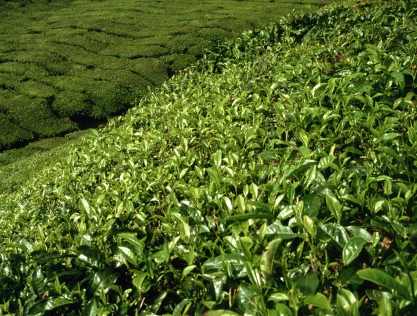 Чайная Плантация Камерунском Нагорье Малайзии — стоковое фото