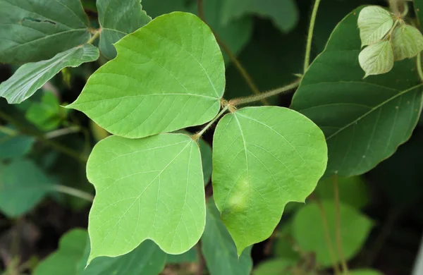 Kudzu Vid Hiedra Grouth Sur Georgia —  Fotos de Stock