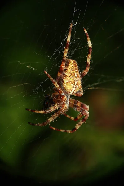 蜘蛛在野生自然的特写 — 图库照片