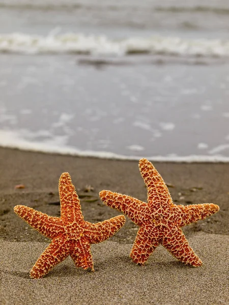 Dos Estrellas Mar Costa Con Olas Fondo — Foto de Stock