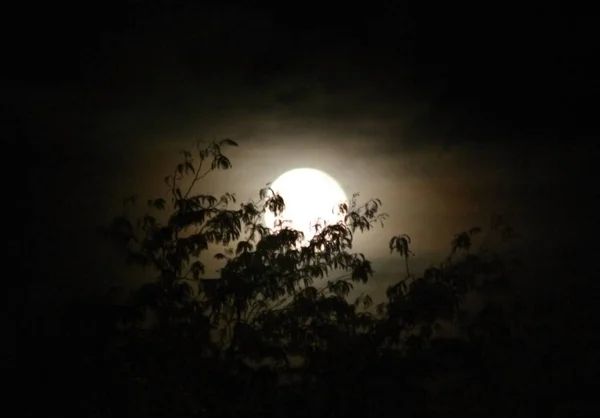 Księżyc Pełni Rośnie Nad Drzewami — Zdjęcie stockowe