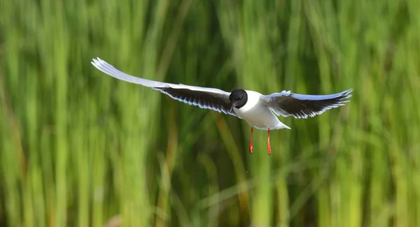 Black Headed Gull Larus Ridibundus Flight Green Grass Background Front — Stock Photo, Image